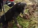 Câine căzut într-un canal, salvat de pompierii orădeni