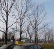 Oradea: În locul plopilor tăiaţi pe Calea Borșului se vor planta alţi arbori