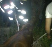 Mânz căzut într-o fântână, în localitatea Mădăras, salvat de pompieri