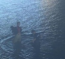 Câine salvat din apele Crișului Repede