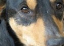 Primăria Oradea va da startul unei campanii gratuite de microcipare a câinilor cu stăpân