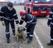 Câini salvați de pompieri din albia Crișului Repede