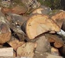 Material lemnos fără forme legale, confiscat de polițiștii bihoreni