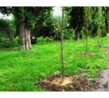 Campanie de plantări în Oradea
