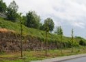 Aproape 300 de arbori au fost plantați în Oradea