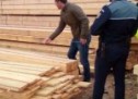 Peste 47 de metri cubi de lemne de foc și cherestea de rășinoase fără proveniență legală, în valoare de 37.181 de lei, confiscați de polițiștii bihoreni