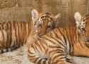 Premieră istorică la Zoo Oradea. S-au născut doi pui de tigru siberian