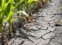 Despăgubiri pentru agricultorii din Bihor afectați de seceta pedologică