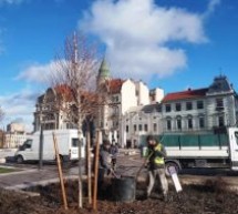 A început plantarea mestecenilor în Piața Unirii din Oradea