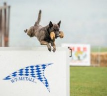 Campionatul Mondial Canin în premieră în România