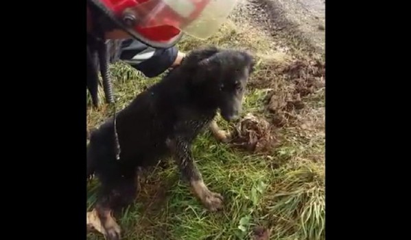 Câine căzut într-un canal, salvat de pompierii orădeni