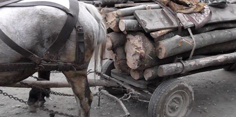 Amendă de 2.000 de lei pentru un bărbat din Marghita care a furat lemn din pădure