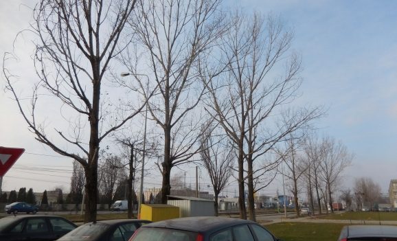 Oradea: În locul plopilor tăiaţi pe Calea Borșului se vor planta alţi arbori