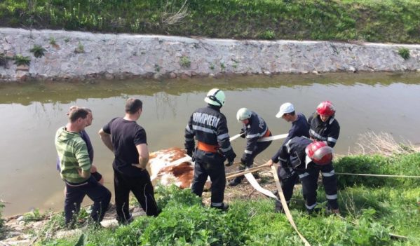 Pompierii au intervenit pentru salvarea unei vaci căzute într-un canal colector din localitatea Paleu