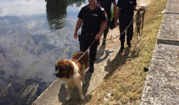 Câine aflat în pericol de a se îneca în Crișul Repede, salvat de pompierii orădeni