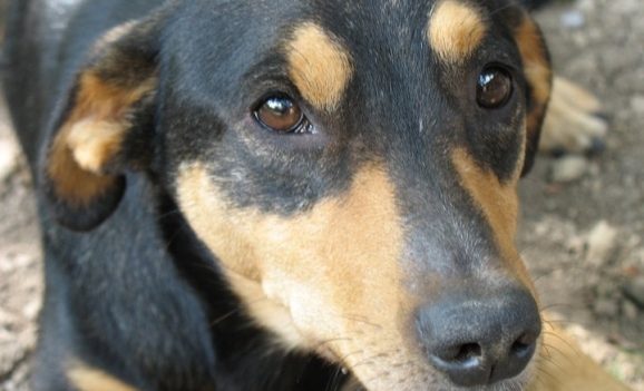 Adopția câinilor fără stăpân promovată de ADP Oradea