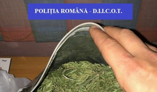 Cultură de cannabis indoor, descoperită în județul Bihor