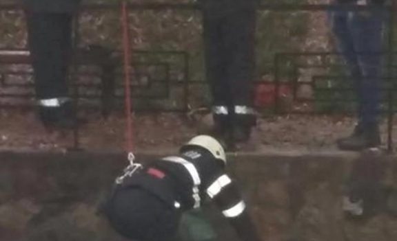 Câine salvat de pompierii din Beiuș