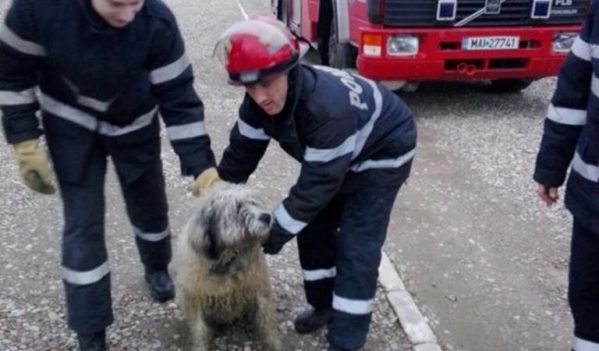 Câini salvați de pompieri din albia Crișului Repede