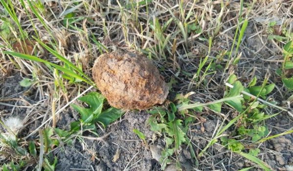 Grenadă descoperită pe strada Frunzișului din Oradea