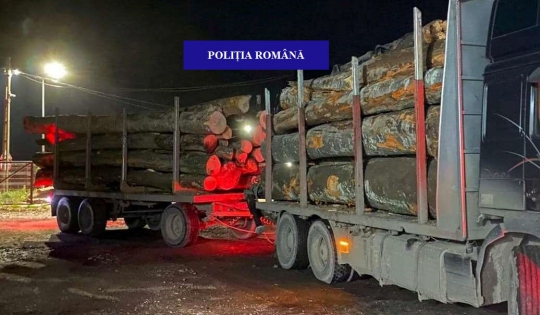Peste 35 de metri cubi de bușteni, transportați fără documente legale, confiscați de polițiștii din Borod
