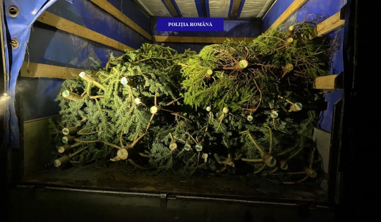 109 pomi de Crăciun confiscați de polițiștii bihoreni