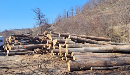 Peste 108 metri cubi de material lemnos, în valoare de 34.181 de lei, confiscați de polițiștii bihoreni