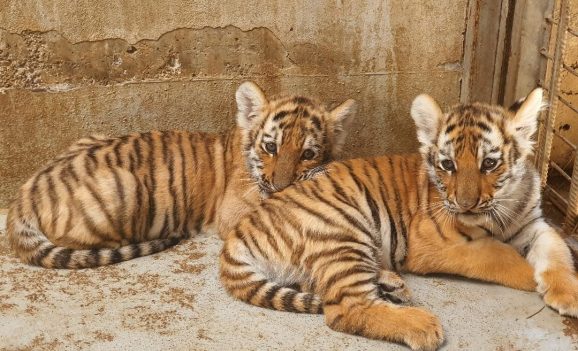 Premieră istorică la Zoo Oradea. S-au născut doi pui de tigru siberian