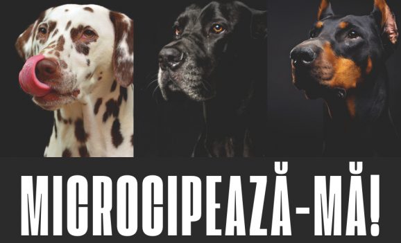 Campania de microcipare gratuită a câinilor cu stăpân din Oradea continuă și în 2024